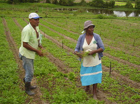 Foto Horta Comunitaria ACBANTU.JPG